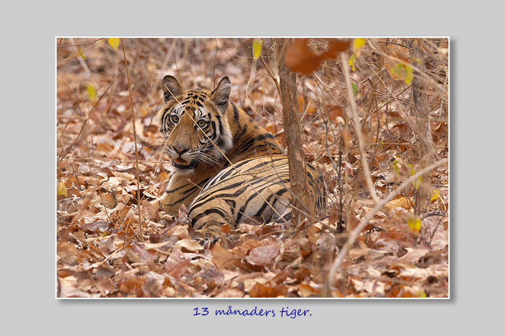 13 månaders tiger